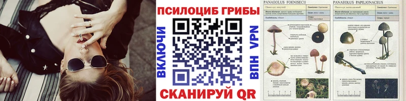 shop какой сайт  Каргополь  Галлюциногенные грибы MAGIC MUSHROOMS  закладки 